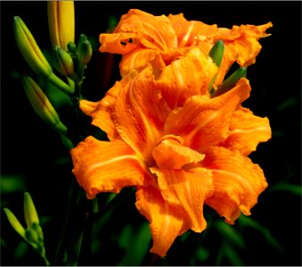 Double-dDouble daylily -- Hemerocallis fulva 'Flore Pleno' aka 'Kwanso'aylily----Hemerocallis-fulva-'Flore-Pleno'-aka-'Kwanso'-R-P1010345