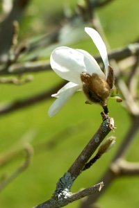 Small white magnolia photo