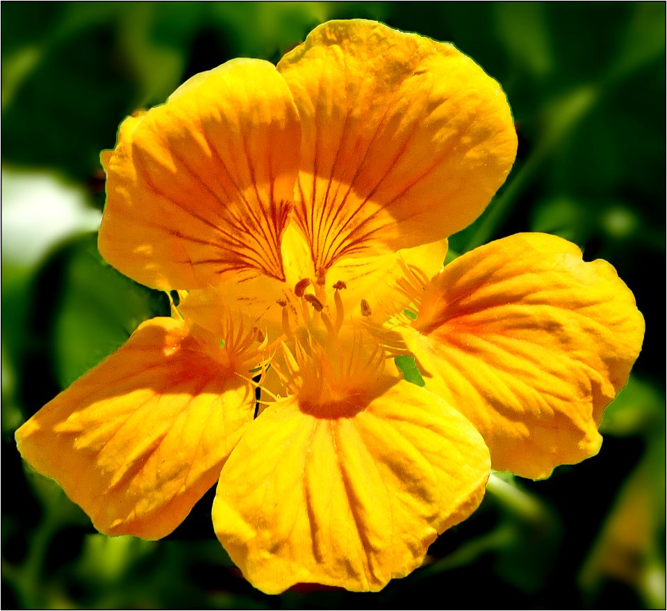 Nasturtium -- Tropaeolum