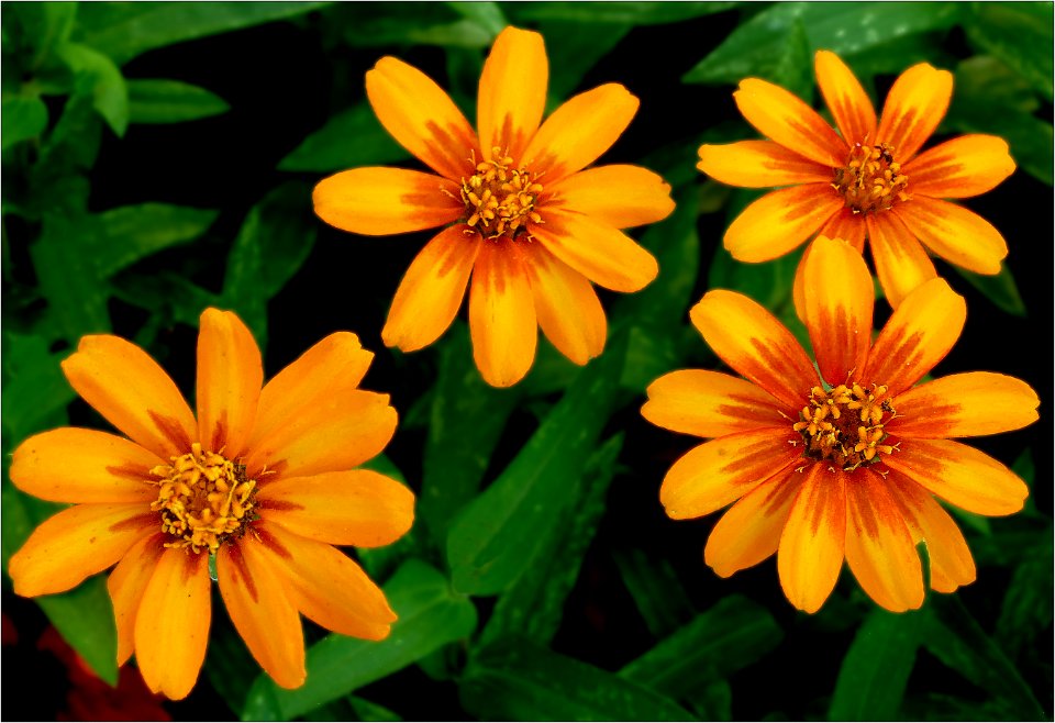 Dozens & Dozens of Daisies, Gold 2