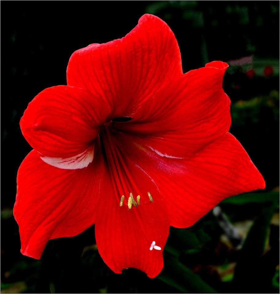 amaryllis -- Hippeastrum 'Kolibri'