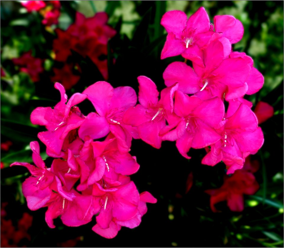 Nerium oleander