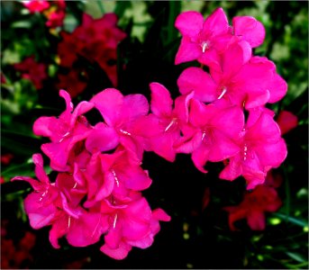 Nerium oleander