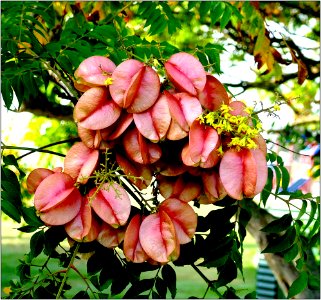 Chinese golden rain tree, fruit or seed pods -- Koelreuteria bipinnata