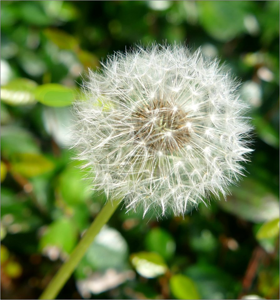 Dandylion seed pod