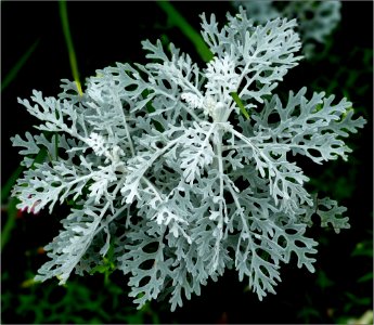 dusty miller -- Artemisia stelleriana