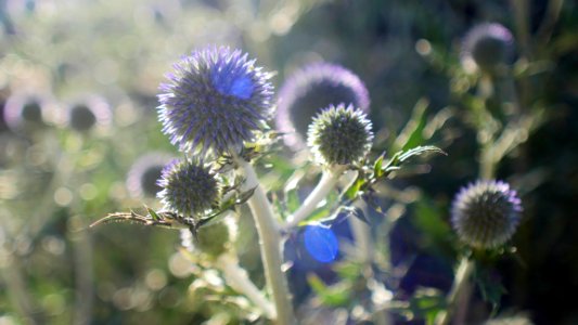 Looks like a thistle / Un air de chardon