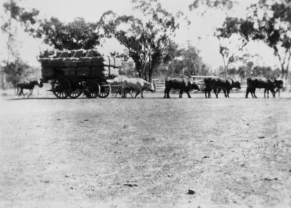 c. 1920. Verona wool being hauled by a bullock team to the Morven Railway Station.