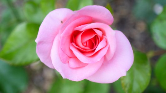 Pink rose / Rose rose