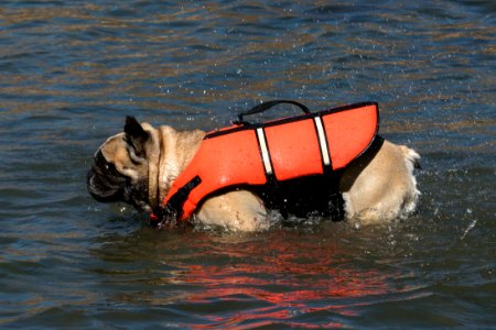 French bulldog in life jacket shaking off water photo