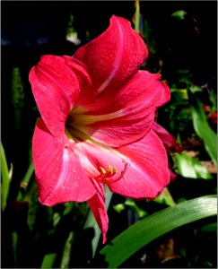 Amaryllis----Hippeastrum-‘Pink-Diamond’-P2290593 photo