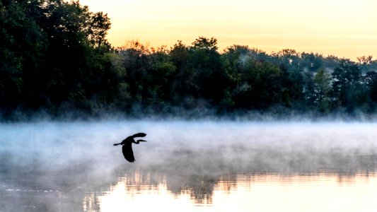 Bird on the Smoke on the Water