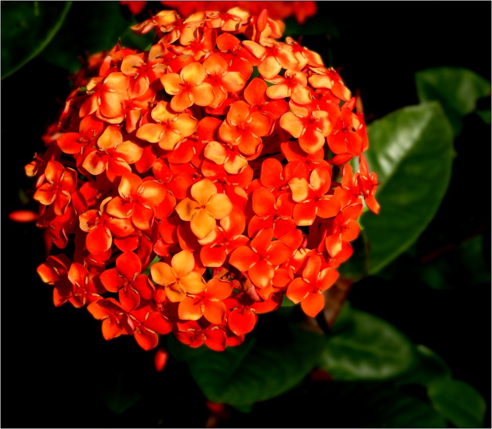 West Indian Jasmine -- Ixora