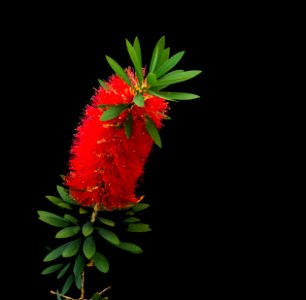 Bottlebrush or Little John -- Dwarf Callistemon