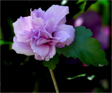 Rose of Sharon, Double Purple Althea -- Hibiscus syriacus 'Ardens'