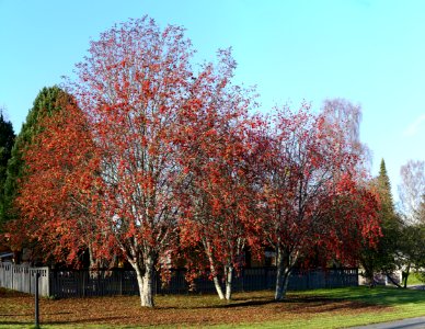 Pihlajat