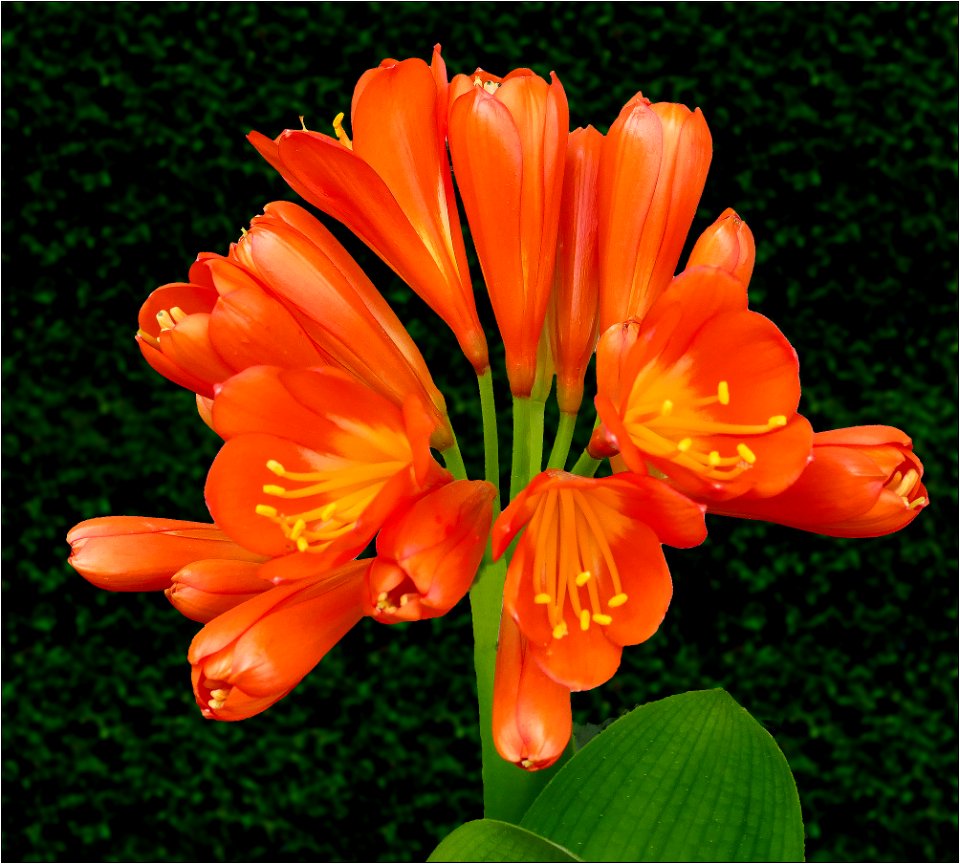 Unidentified Clivia