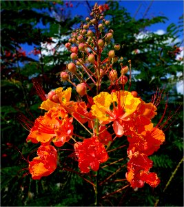 Pride of Barbados -- Caesalpinia pulcherrima