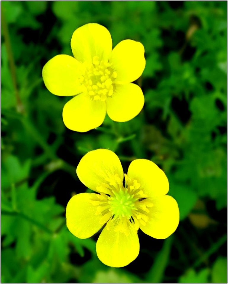 Cinquefoil -- Potentilla recta