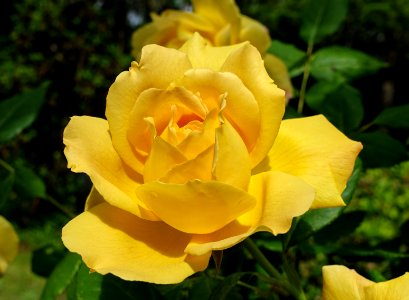 yellow rose 2