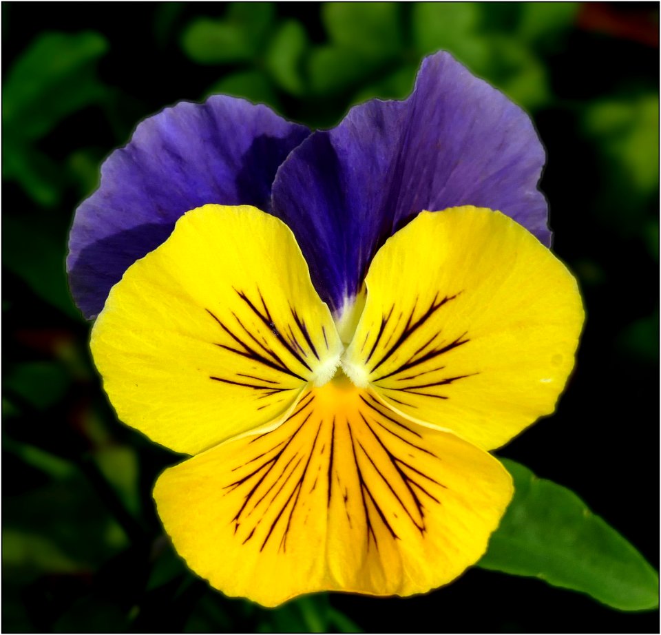 Pansy -- Viola Melanium
