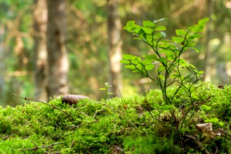Bilberry bush and moss in Gullmarsskogen ravine photo