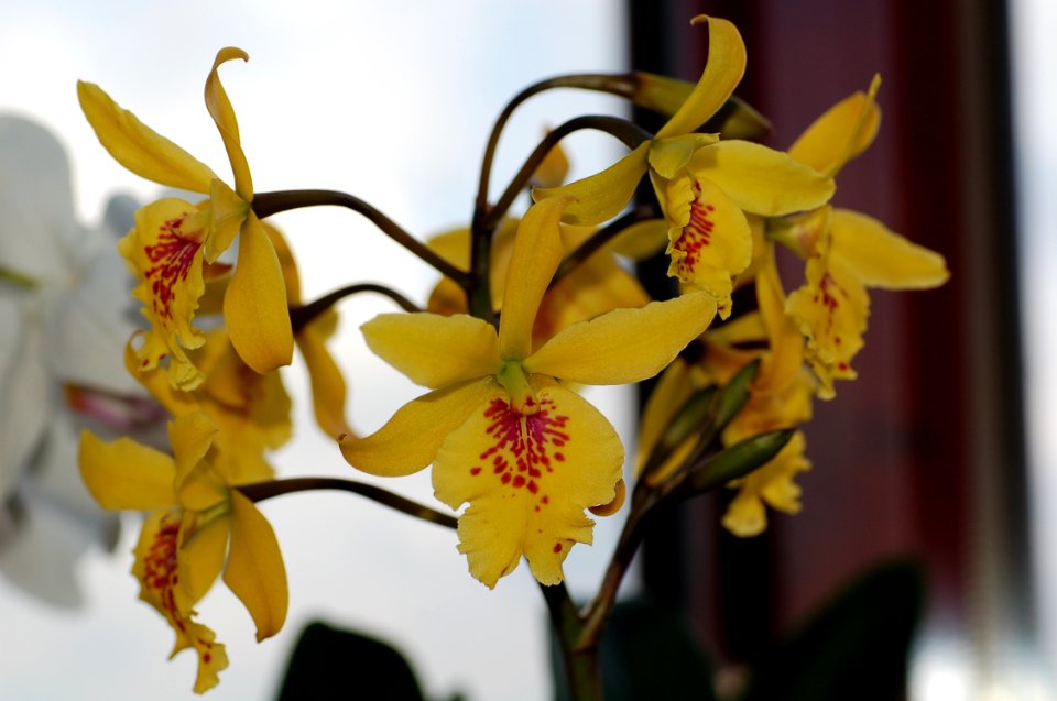 Epicattleya Don Herman 'Gold Rush'