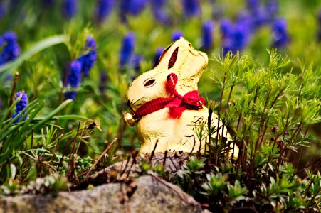 Golden Easter bunny photo