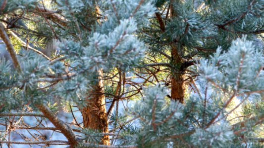 Two pine trunks among frosty needles photo