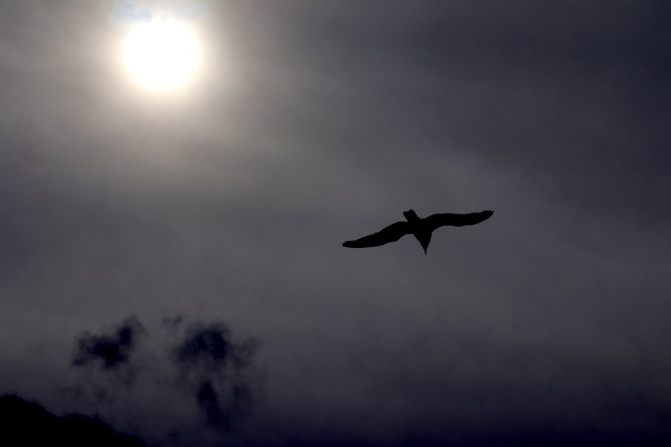 Bird flying through the sun