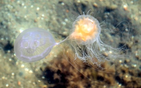 Lion's mane jellyfish catching a moon jellyfish 2 photo