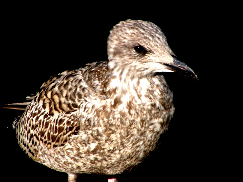 Black-bellied Plover