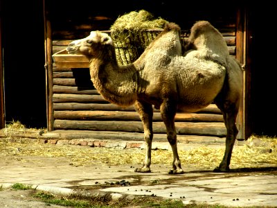Arabian Camel photo
