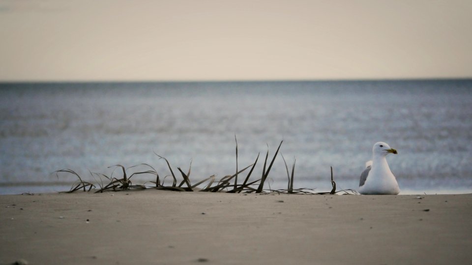 Seagull on the beach / Mouette sur ta mère photo