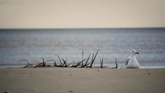 Seagull on the beach / Mouette sur ta mère photo