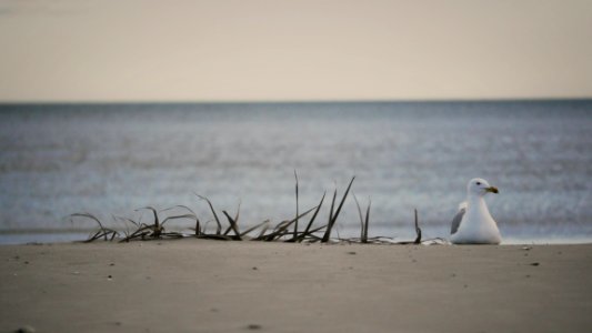 Seagull on the beach / Mouette sur ta mère