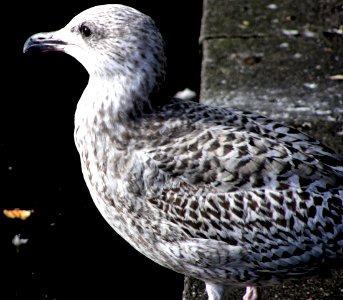 European herring gull