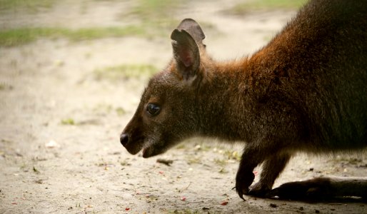 Wallaby
