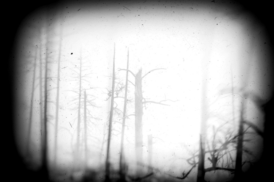 The glory of his forest
