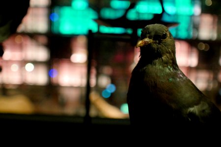 Pigeon (pour changer)