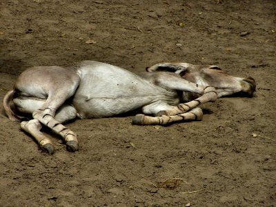 Burro donkey photo