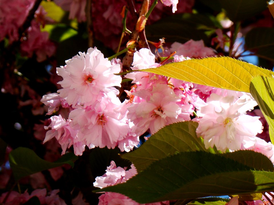 Fleurs de cerisier