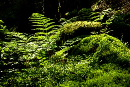 Ferns and mosses in Gullmarsskogen ravine photo