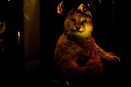 Crap taxidermy