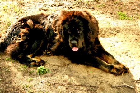 Tibetan Mastiff photo