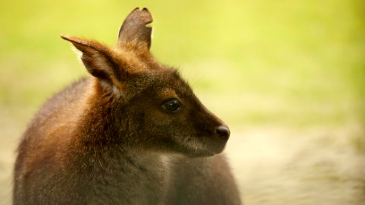 Wallaby