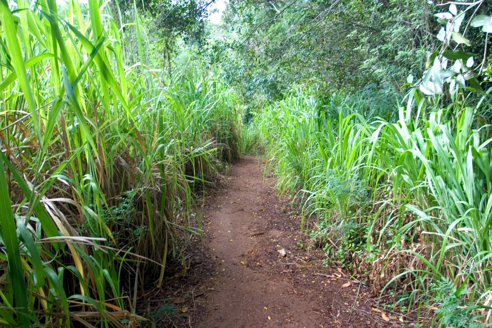 Kipu Falls, Kipu, Kauai