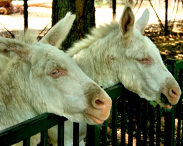 Burro donkey photo