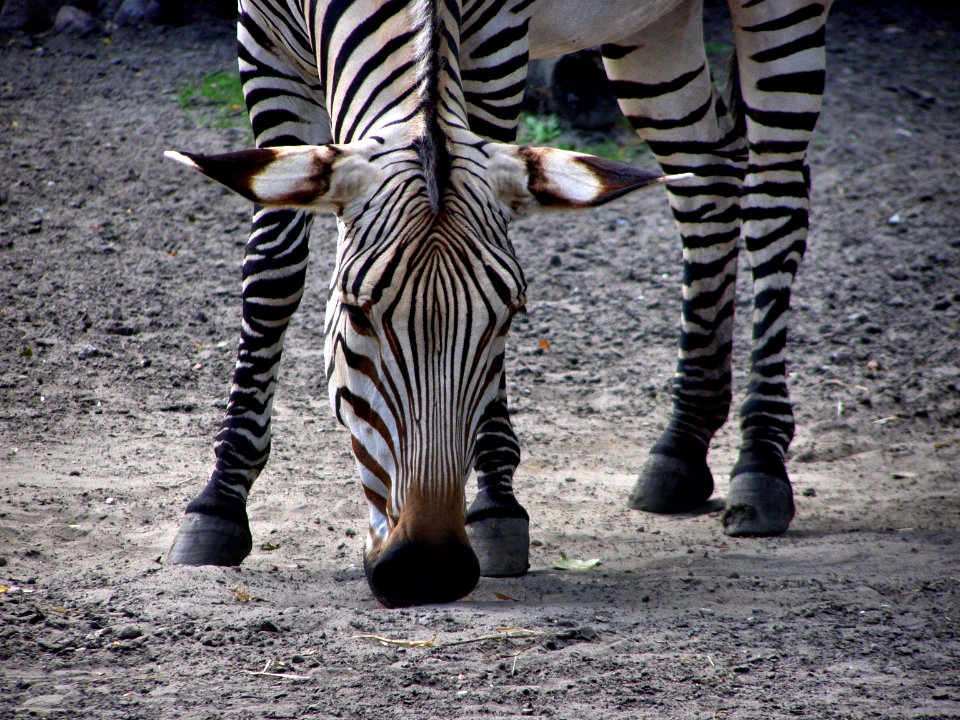Zebra