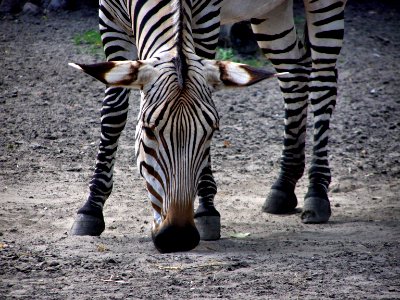 Zebra photo